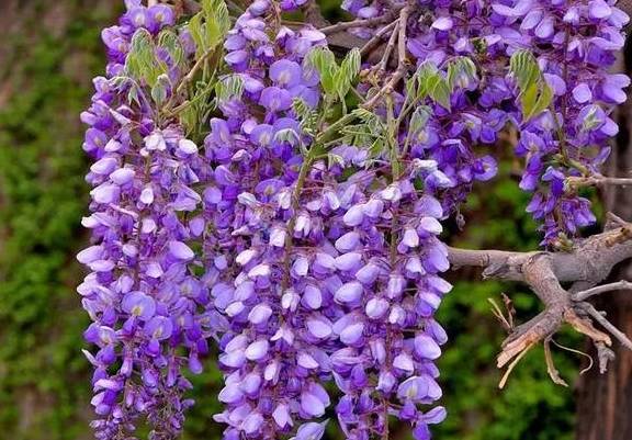 院子里种上这5种花,招财纳福,邻居羡慕得不得了_栽培_凌霄花_绿化