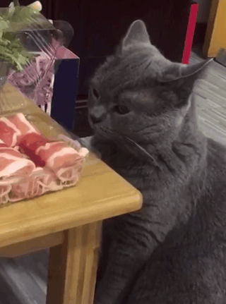 主人一句:"想吃就吃呗,反正都已经这么胖了",下一秒猫咪的表情笑翻了!