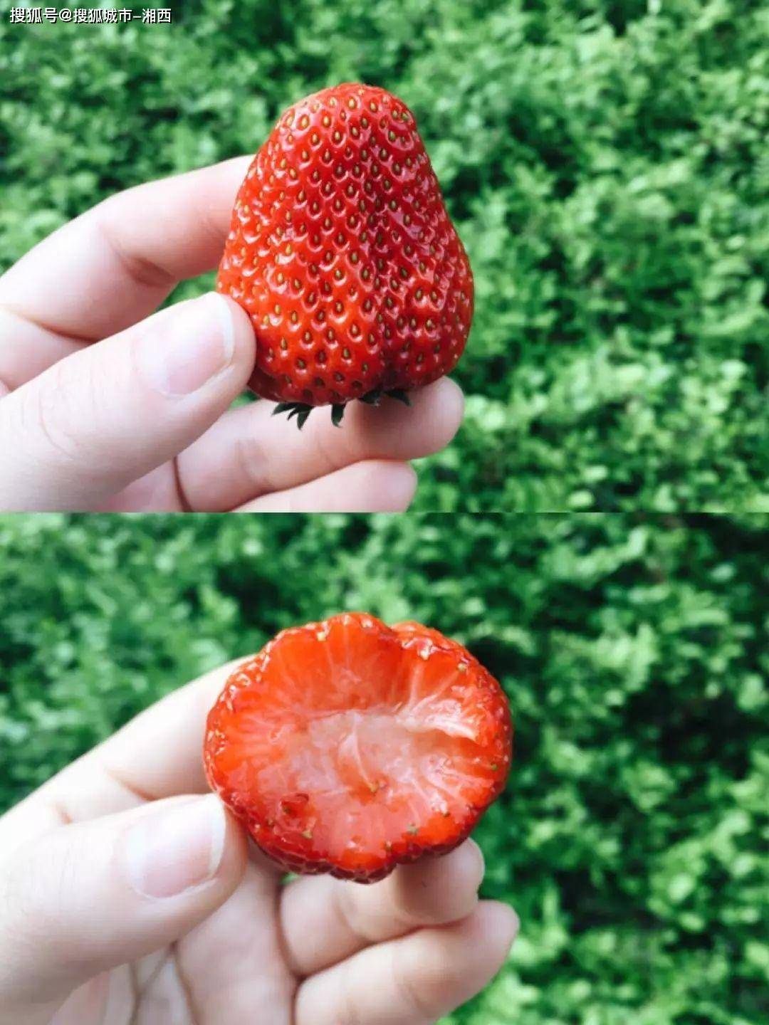 又该吃草莓啦这份昆明摘草莓地图收好