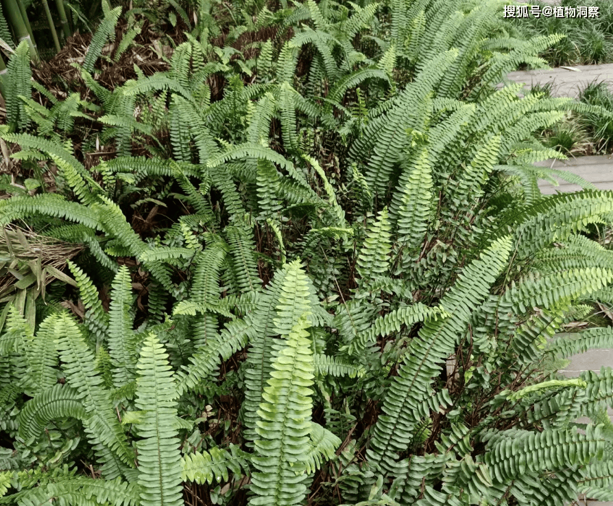 肾蕨的茎图片