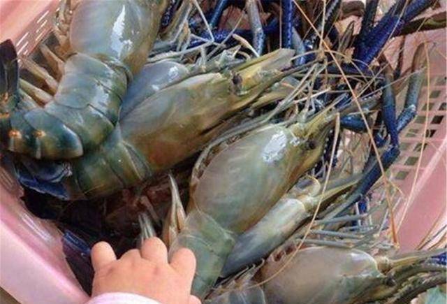 越南大虾在湄公河泛滥一个大虾巴掌大国人敢下嘴吗