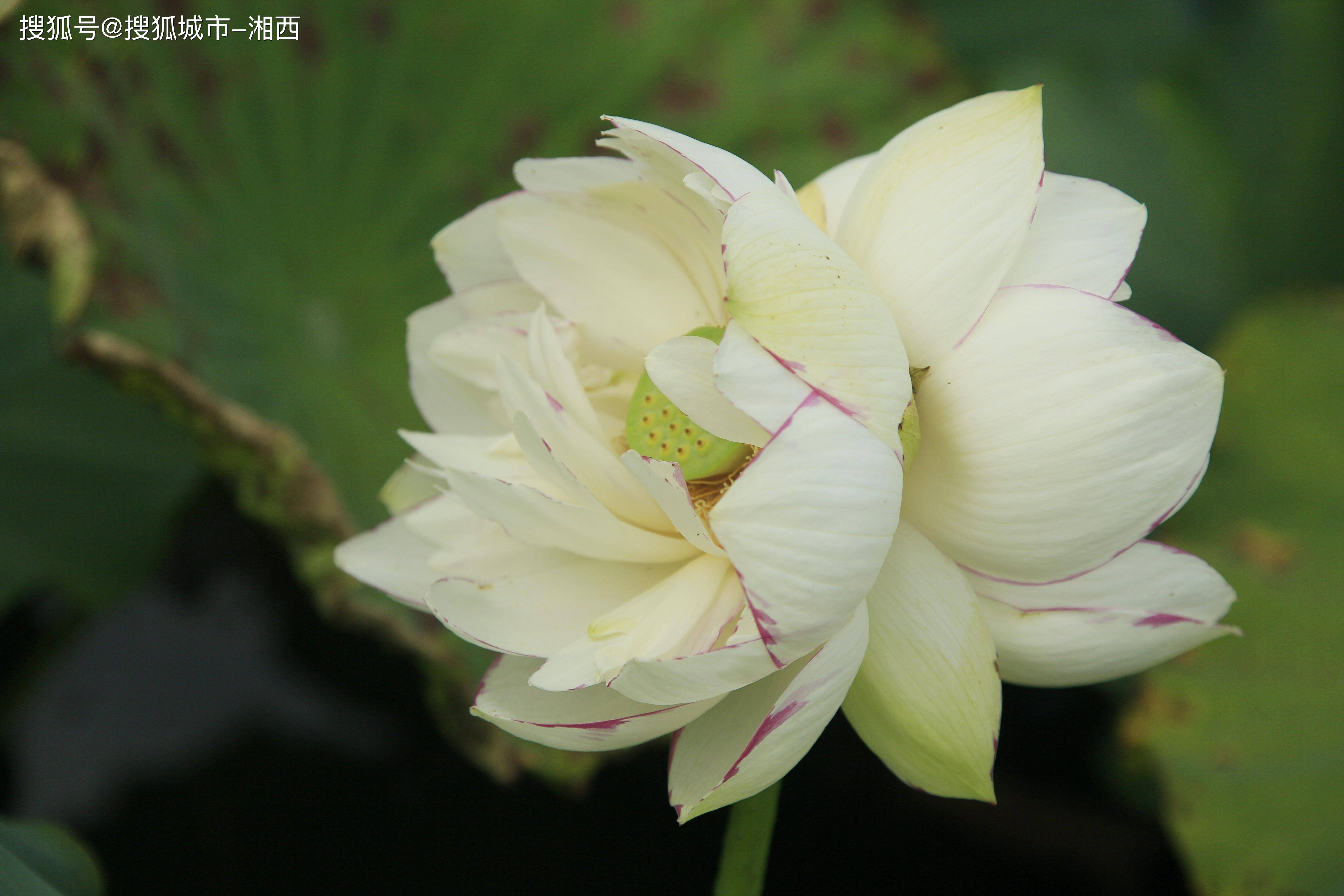 野生小洒锦 并蒂莲,概率几乎为零!