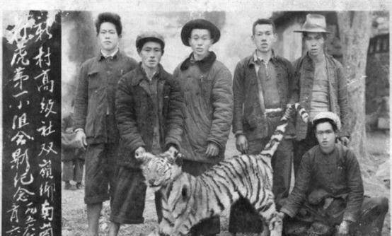 一生打死305只老虎,到死也不透露秘药配方_猎虎_我国_弓箭