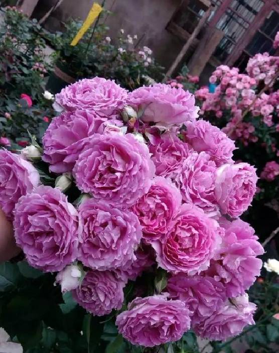 天方夜谭,日本月季的骄傲之作,特点的是夏末孕育的花型就会非常标准