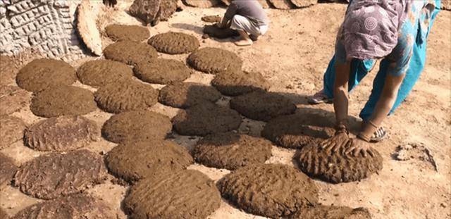 印度为何将牛粪列为战略物资看看他们做什么就明白了