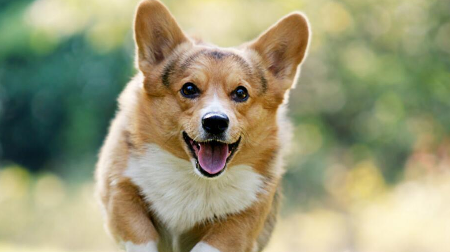 这些狗狗很可爱,刚出生时却被断尾,原来是因为这个_柯基_尾巴_主人