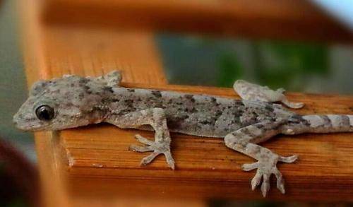 壁虎_女子_朱砂