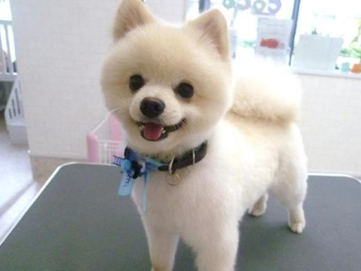 人类的什么行为是在挑衅博美犬?别看狗小 咬起人来也不含糊