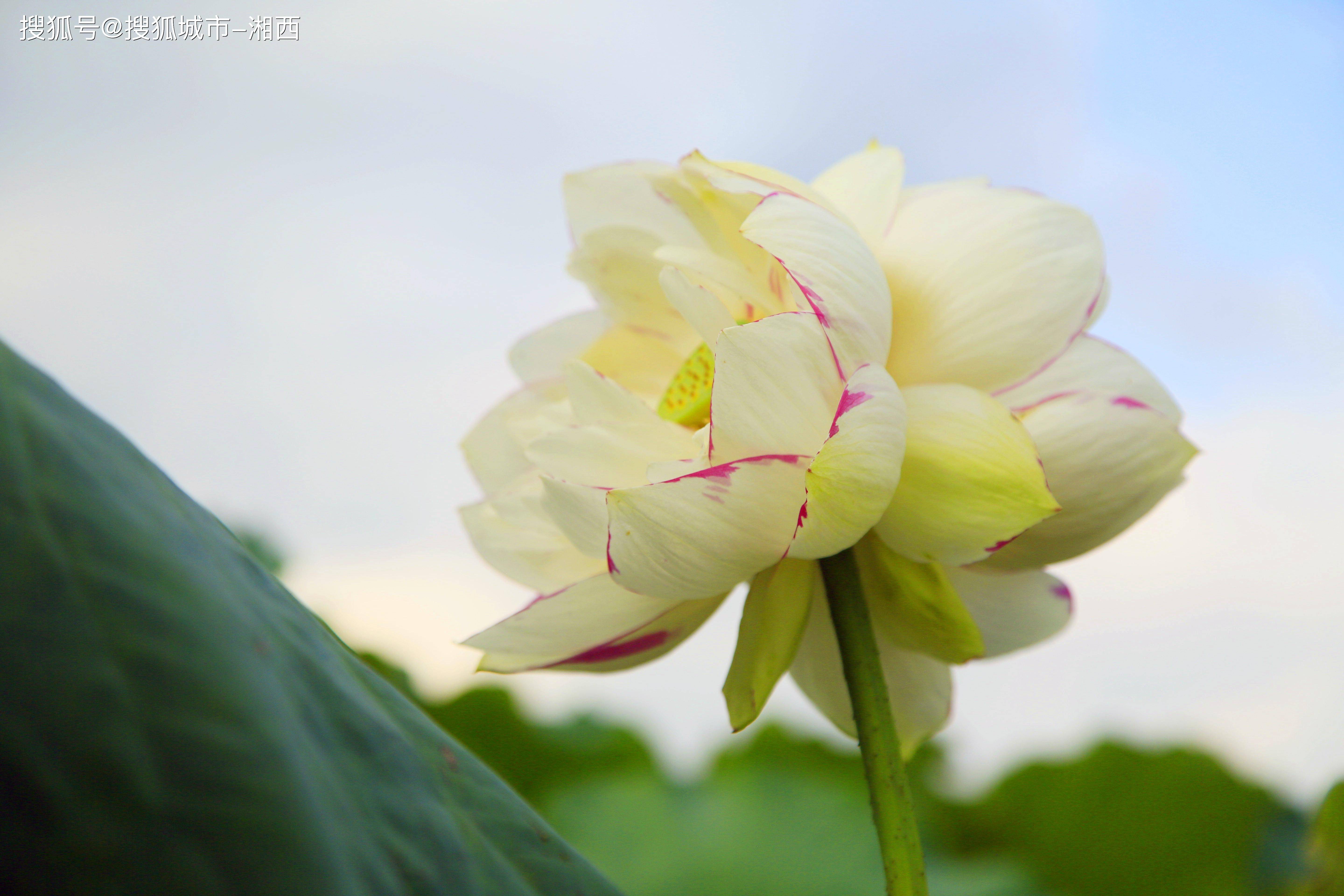 野生小洒锦并蒂莲概率几乎为零云南丘北普者黑还真遇上了这是初秋的大