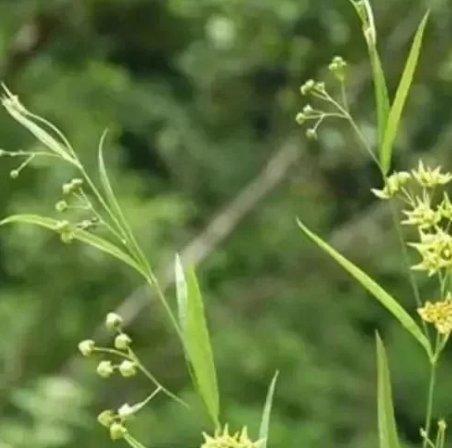 治疗_徐长卿_景天