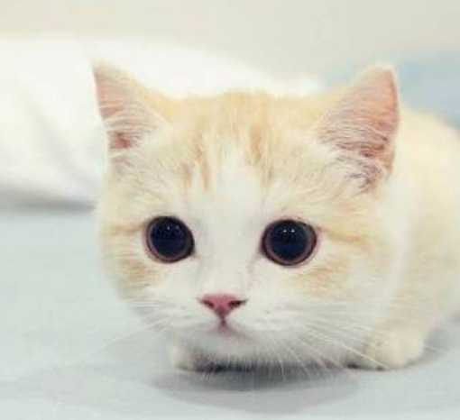 猫咪大概是这个世界上最温柔的宠物了吧,每次一看到小奶猫就挪不动腿