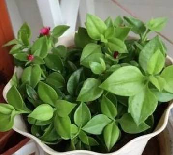 一般前期浇上两三次水吊兰就可以正常存活,注意刚插扦后把花盆放在