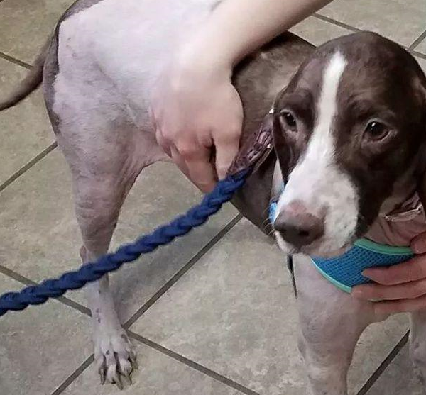 其实呢小张想买的是墨西哥无毛犬,那种狗狗是来自于墨西哥的古老品种