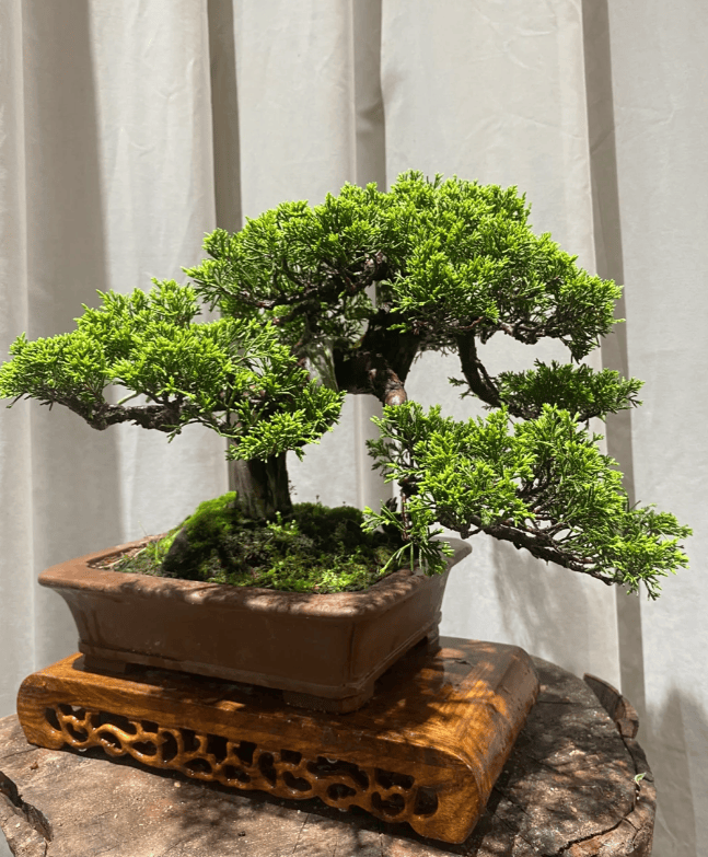 它们曾是河边的杂草,如今化身为"高档盆景",身价翻百倍