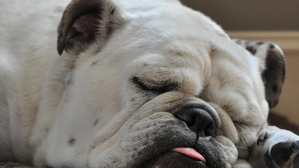 混血汪长大颜值更逆天_狗狗_哈士奇