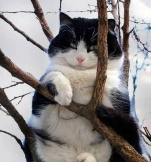 树上结了一只又一只胖猫?真是天下之大无奇不有,萌翻了