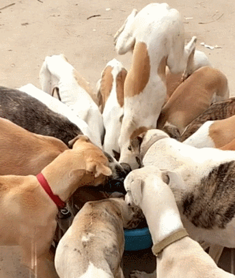 这6种水果别再给狗狗吃,尤其是第四个,碰都不要碰!