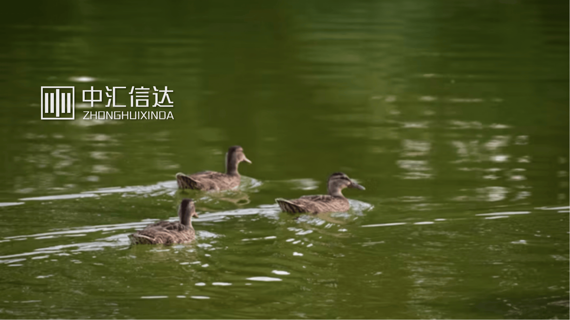 集团“资金池”管理模式、法律风险、涉税案例及应对策略解析_搜狐网