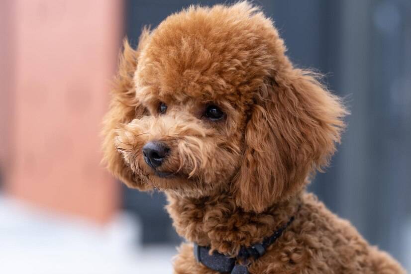 哪些小型犬便宜又好养?十大便宜又好养的小型犬