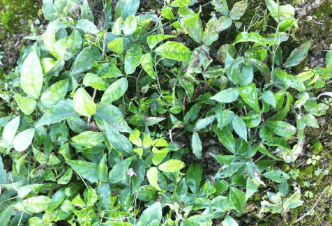 想除却找不到根的爬藤草,农民见了就烦,谁知是昂贵的金线吊葫芦