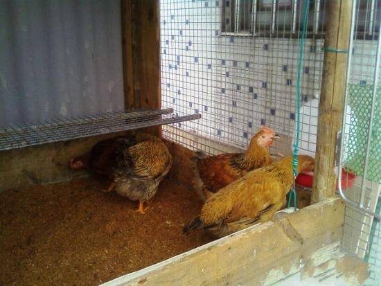 阳台养鸡无臭味,发酵床助力健康养殖