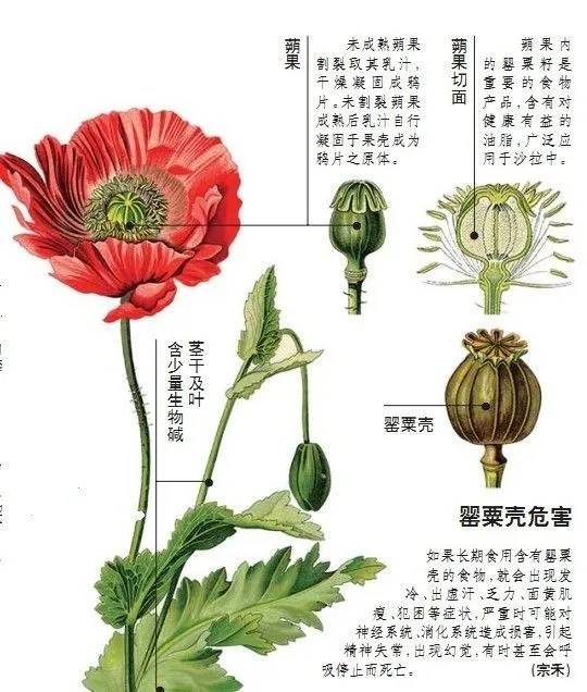 吸毒王花卉图片