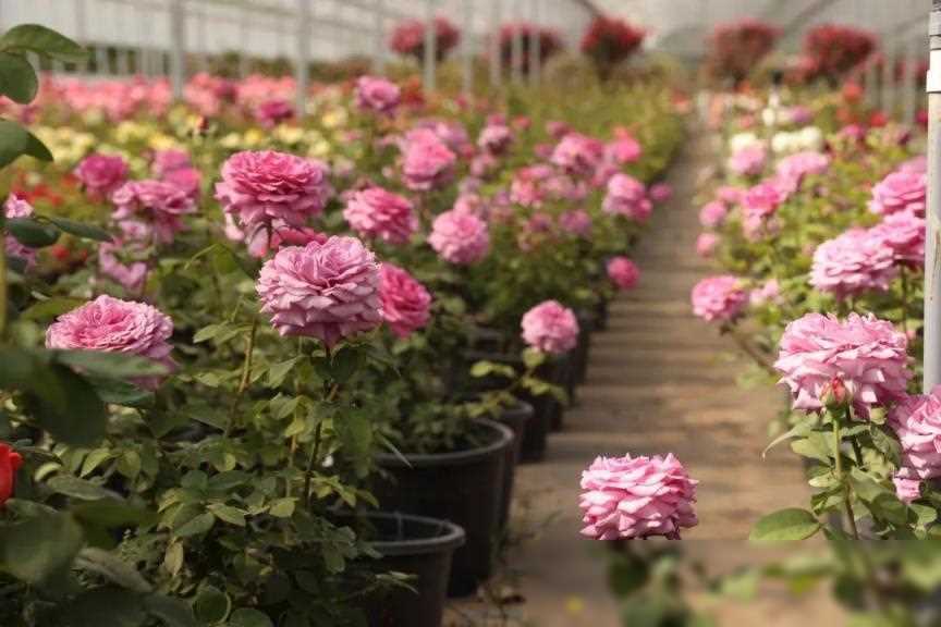 北京花马新路线图揭晓,对比去年这些变化不可忽视