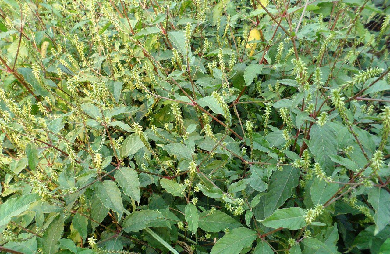 野草,根部相当珍贵,若你家菜园里有,可别当杂草除掉