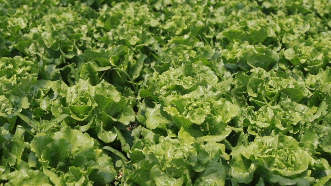 农资秀 中德康朴学院 田间地头公开课—亩产3吨的生菜这样种