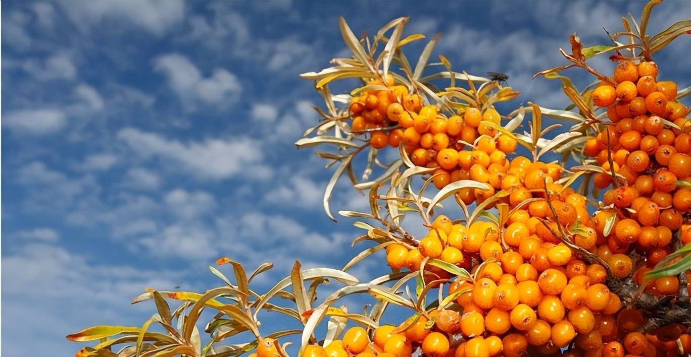 三种人不能吃沙棘,这三种人赶紧远离_原浆_食用_果实