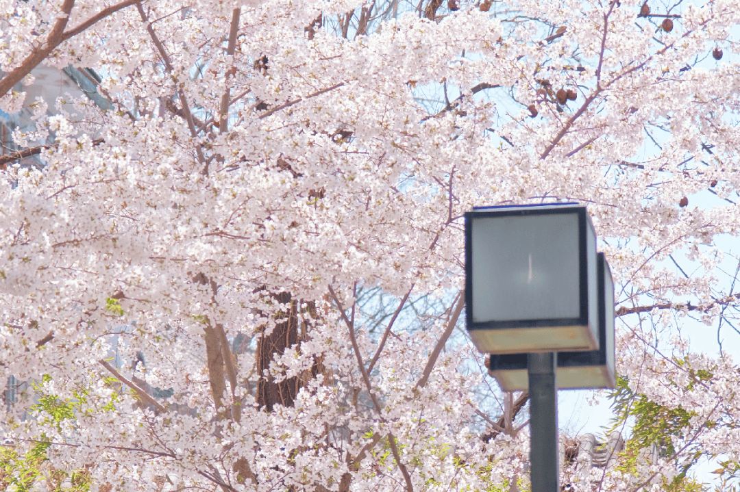 北京外国语大学3 1国际本科2024年招生简章