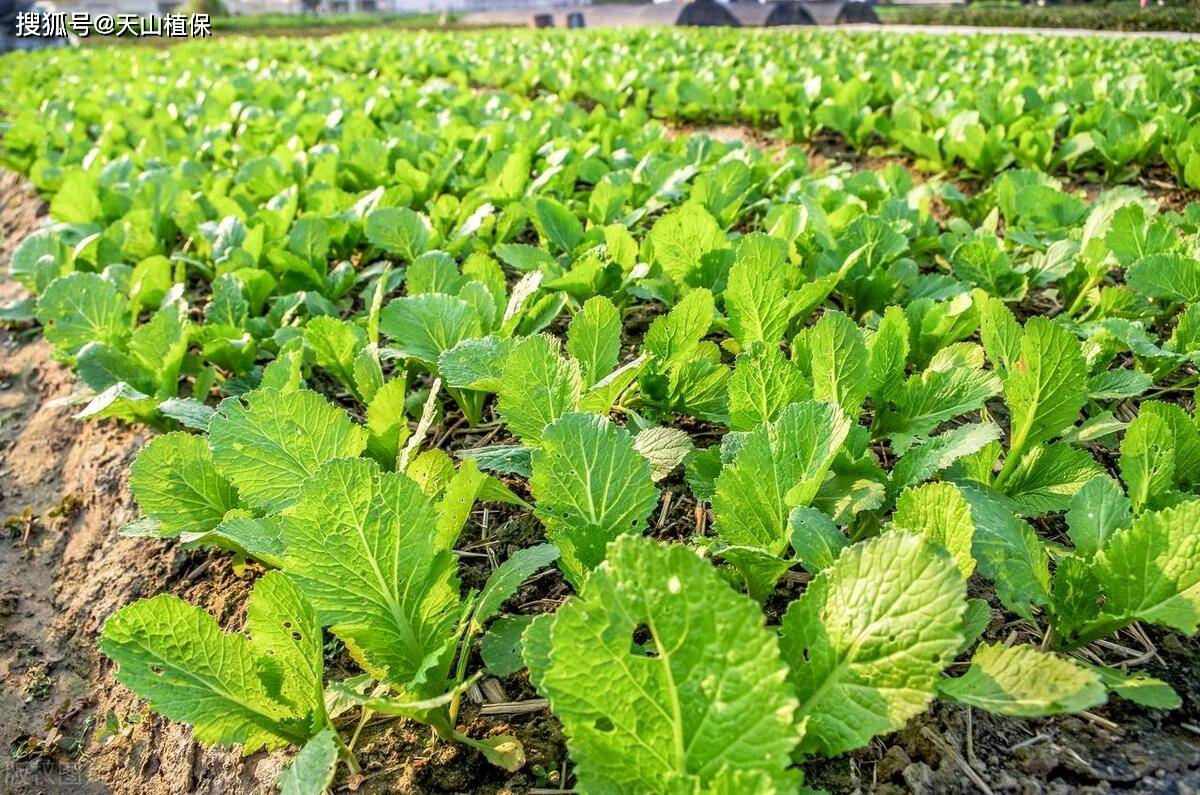 种小白菜播种全过程图片