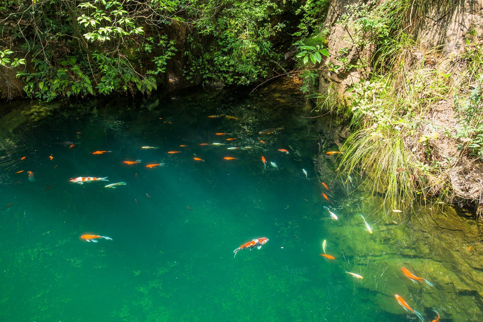 杭州桐庐大奇山,被誉为"森林里的蓝宝石",是休闲避暑的好去处