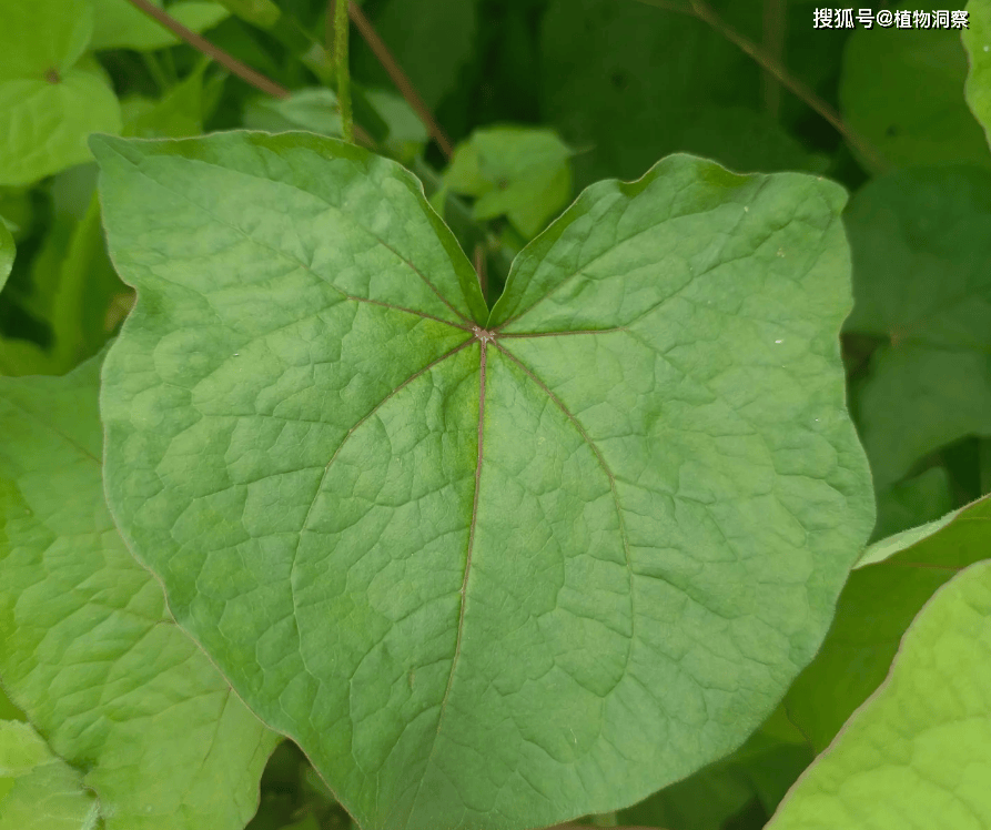 30年前用来喂猪,如今已成保护植物,俗称金荞麦,遇到农民朋友切勿乱挖!