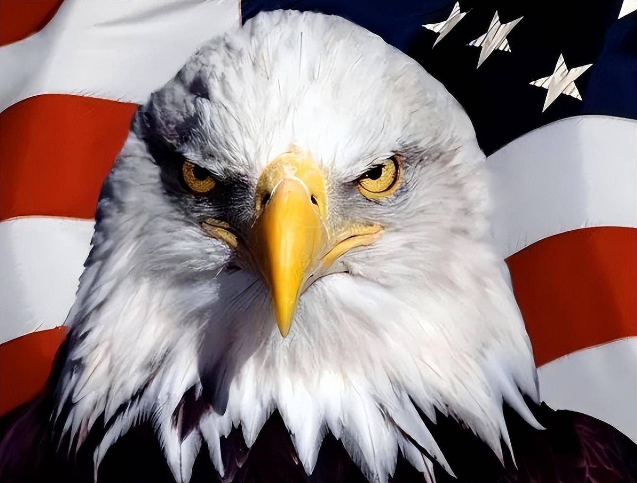 难道咱们没有"好鸟"?