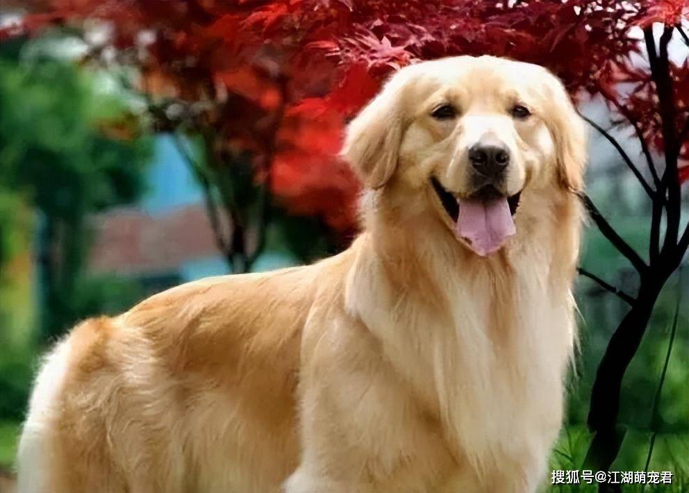 为何养金毛犬的人这么多?这几点太惹人爱