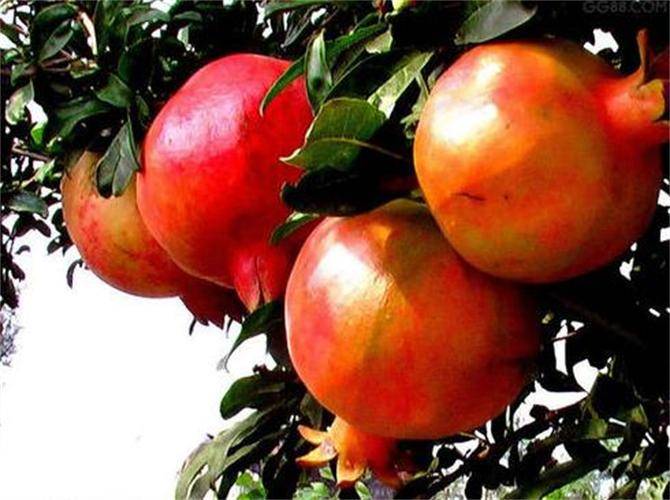 石榴几月份成熟？挑选石榴的几个小技巧，你知道吗？_搜狐网