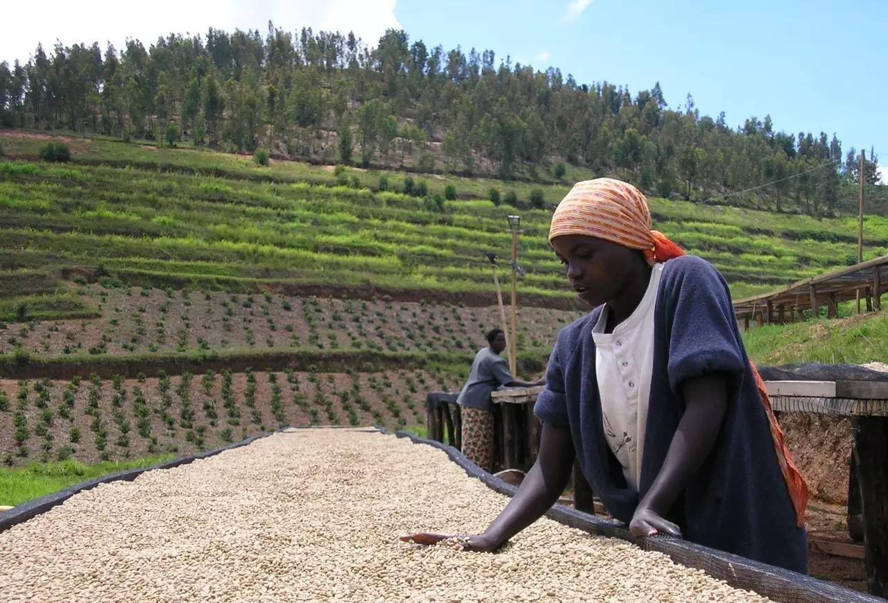 卢旺达的一个拿手农业产品就是咖啡豆.卢旺达的咖啡豆质量如何呢?