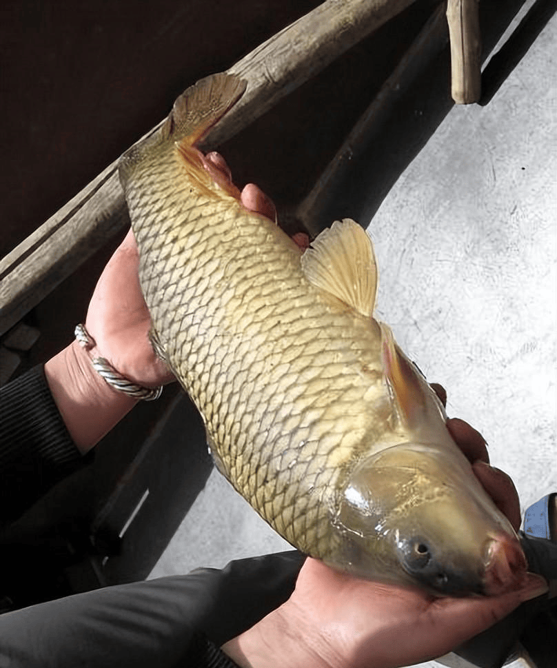 黄河每天冲鱼入海,很多淡水鱼无法在海中存活,它们都去哪了?