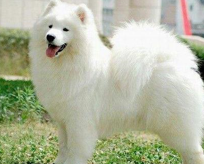 白色长毛狗叫什么名字图片