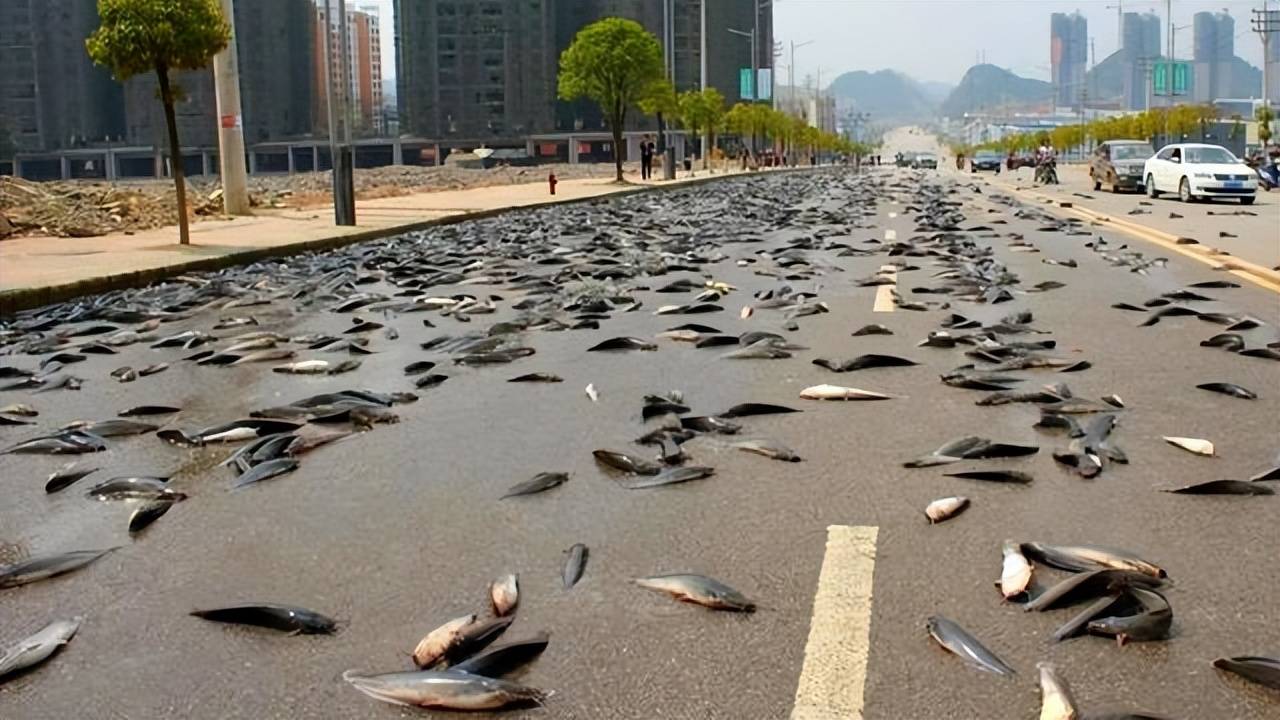 雨鱼刻度骨针—穿越千年的神秘线索