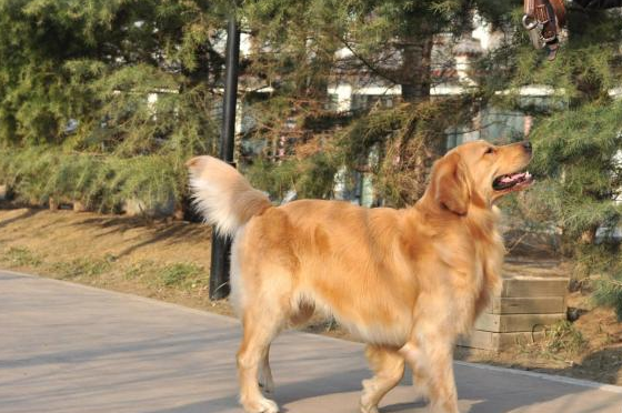 这位主人家里养了一只性格温顺的金毛,据说这是他在家里养伤的时候养