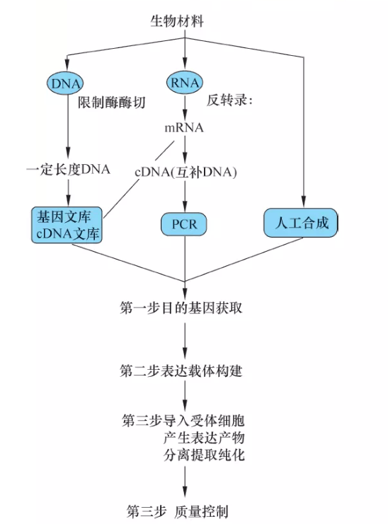 基因工程流程图图片