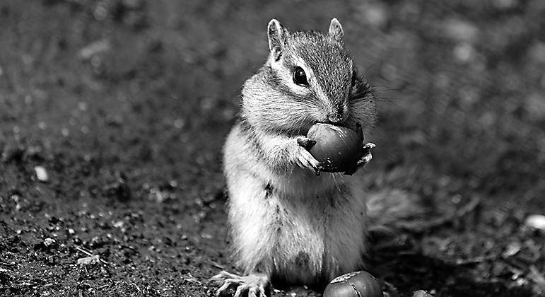 【美文】春山可望