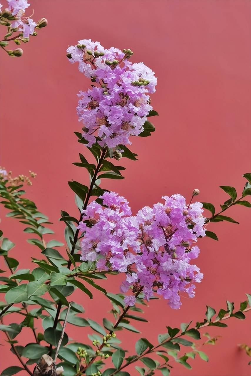 白居易的诗《紫薇花》写出最深沉的寂寞 表达最超然的心境