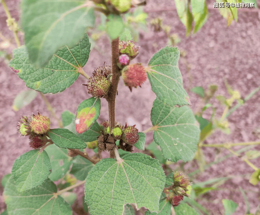 醉仙桃花的功效与作用图片