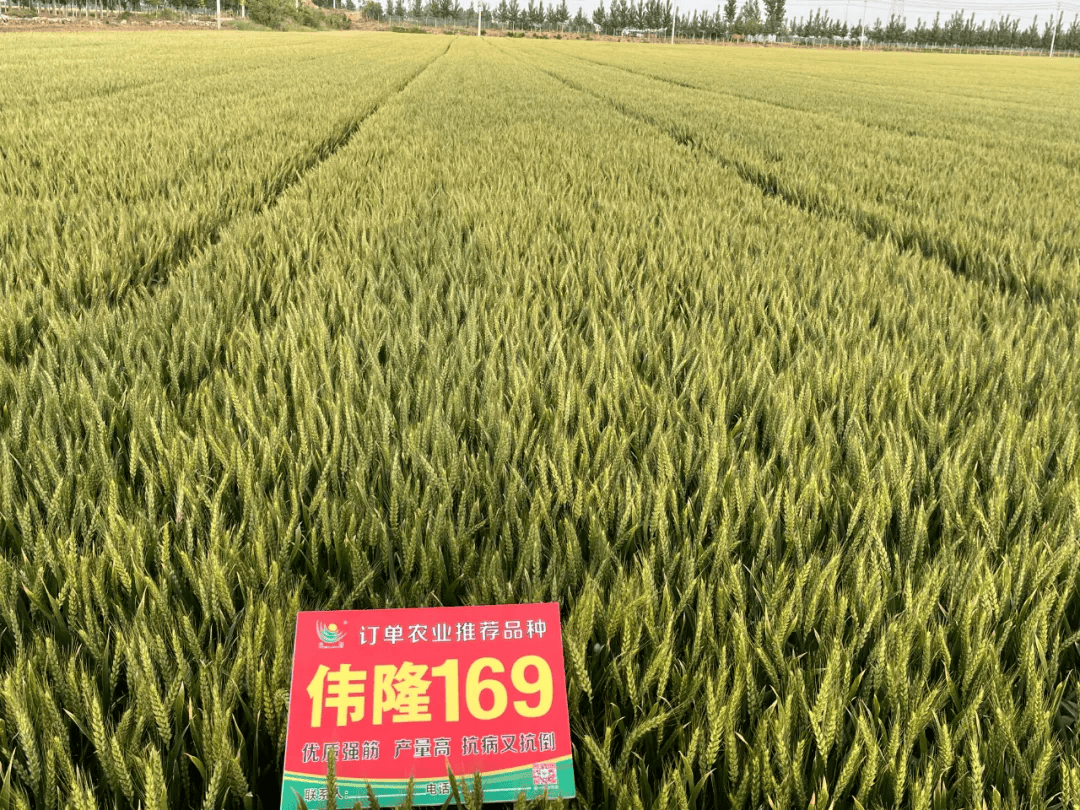 西农857小麦品种介绍图片