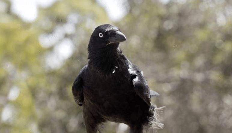 老祖宗传下来的讲究_乌鸦_猫头鹰_人们