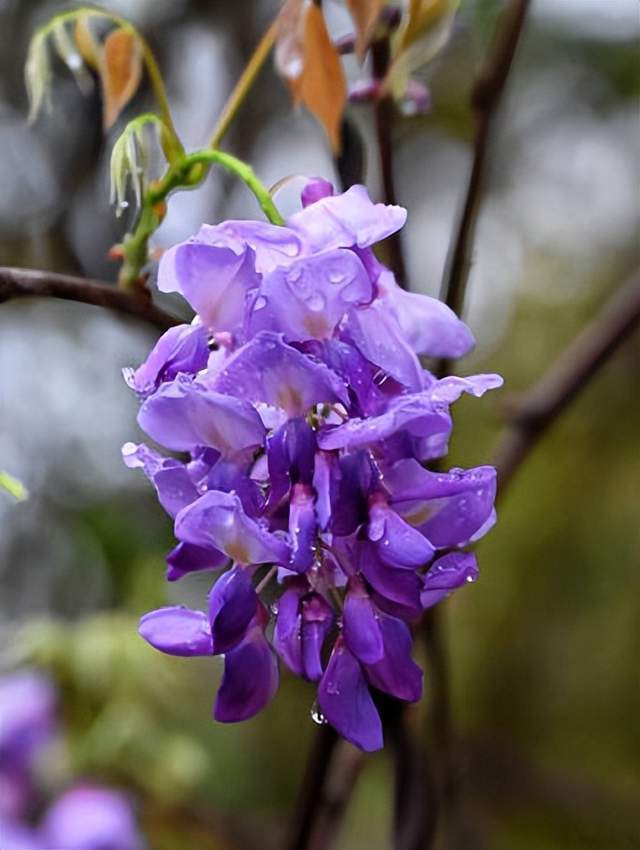 紫藤花盛开的夏天,那些唯美的紫藤花诗词,你喜欢哪一首?