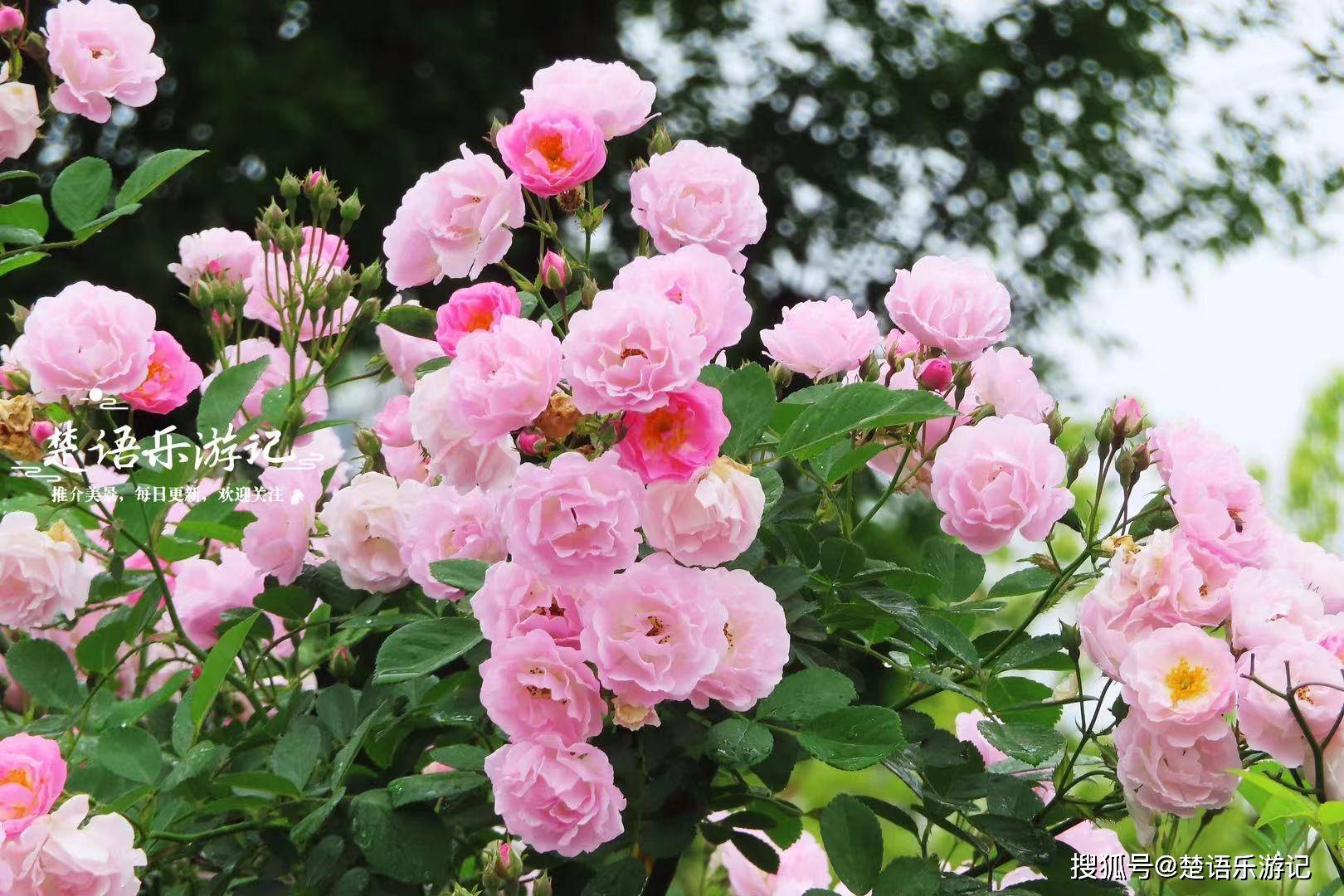 浙江宁波鞍山古村再次蝶变,湿地公园变身抹茶湖,其它风景更优美